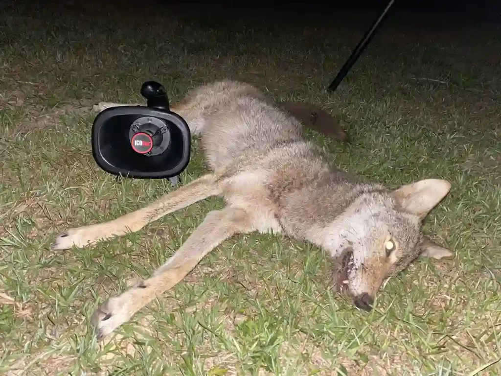 coyote laying on its side next to an electronic call after the harvest