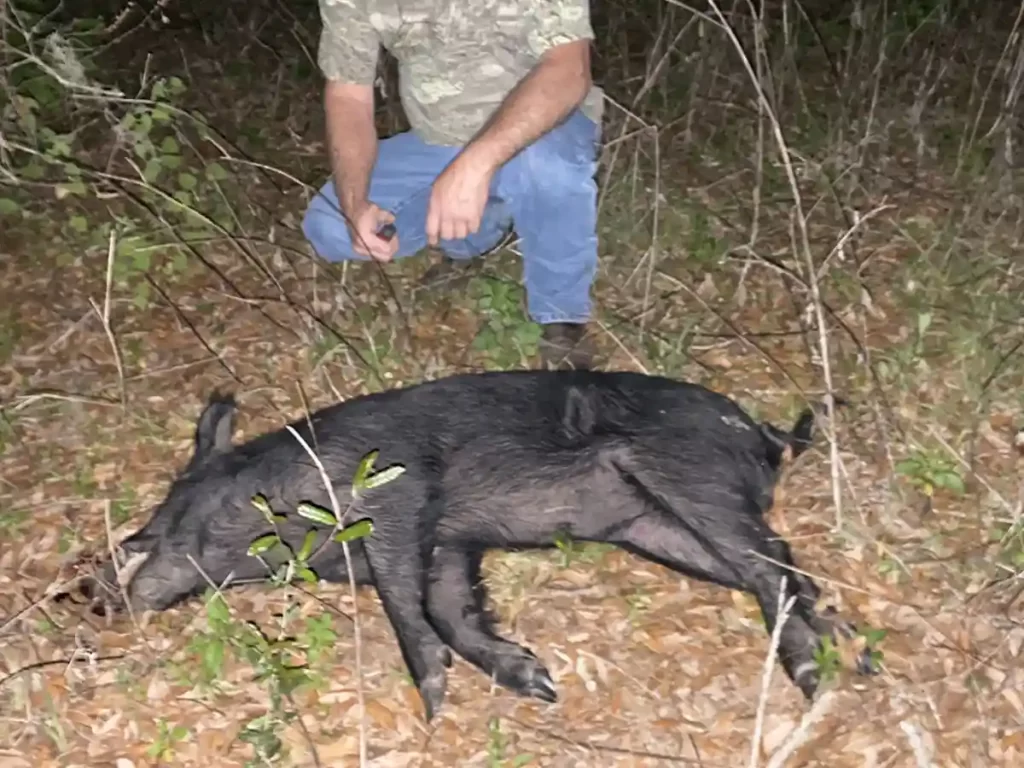 Black pig laying on its side after harvest